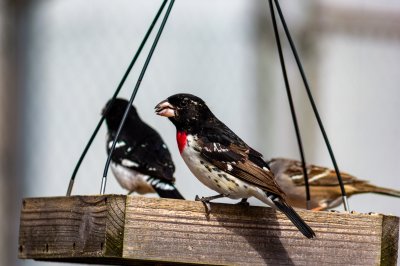 Ruby-Throated Grosbeak