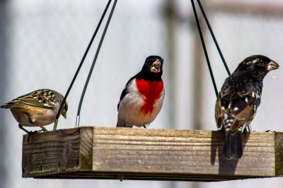 Ruby-Throated Grosbeak