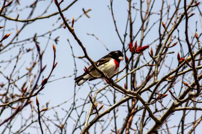 Ruby-Throated Grosbeak