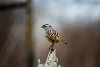 White-Crowned Sparrow