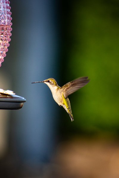 Ruby-Throated Hummingbird