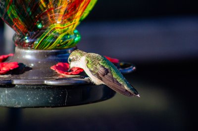 Ruby-Throated Hummingbird