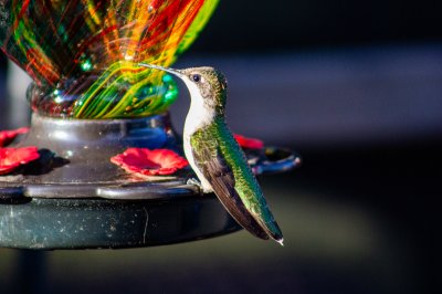Ruby-Throated Hummingbird