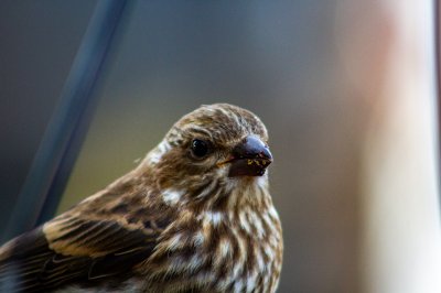 Purple Finch
