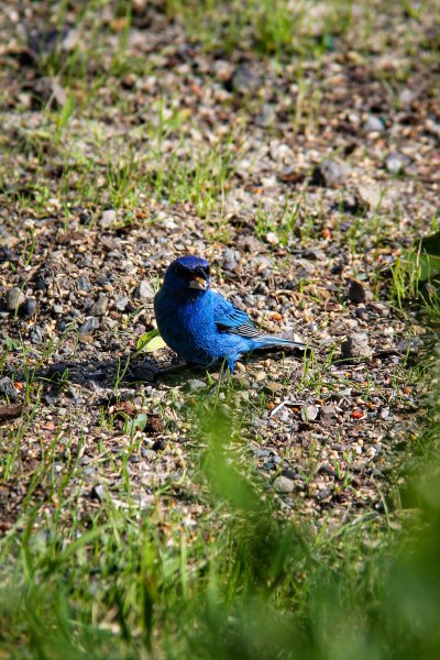 Indigo Bunting