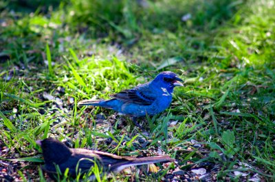 Indigo Bunting
