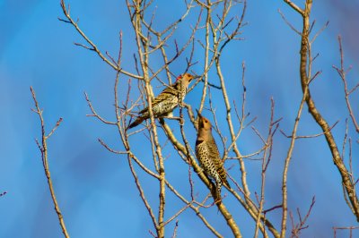 Northern Flicker