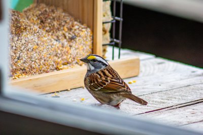 White-Throated Sparrow