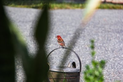 Purple Finch