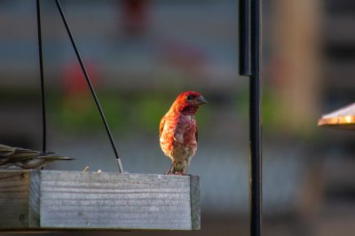 Purple Finch